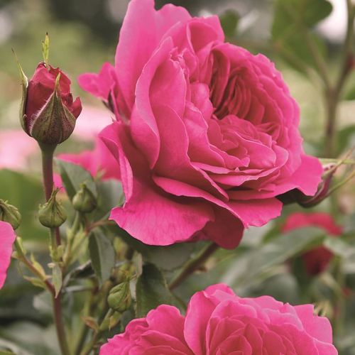 Rosa Laguna® - roz - Trandafir copac cu trunchi înalt - cu flori în buchet - coroană curgătoare